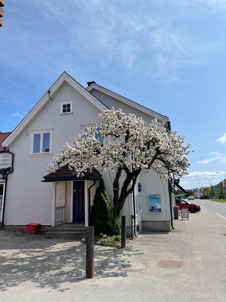 Hvit bygning med blomstrende tre foran, under en klar blå himmel.