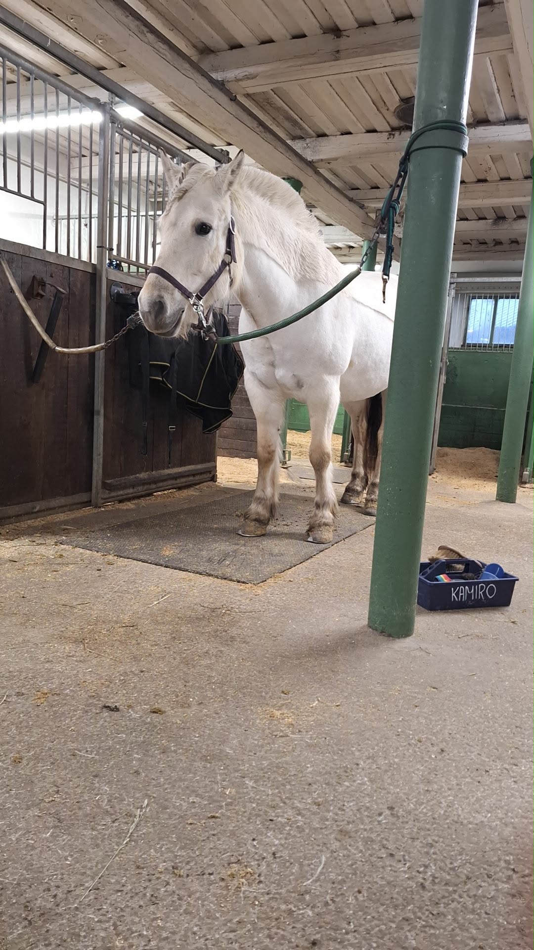 En hvit hest står i stallen, knyttet til en stang med utstyr rundt seg og en blå boks ved siden av.