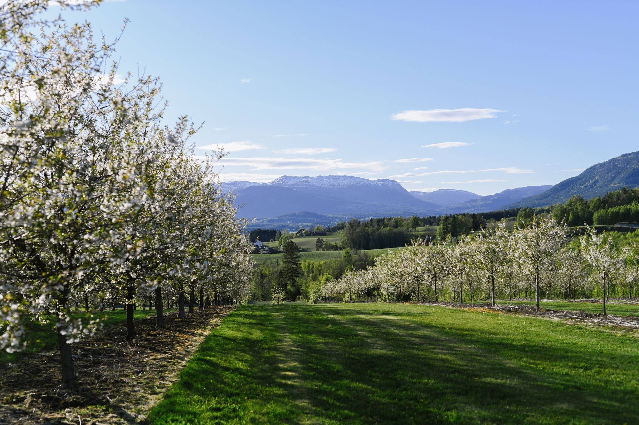 Blomstrende frukthage med fjellutsikt under en klar blå himmel, perfekt for vår og sommeraktiviteter.